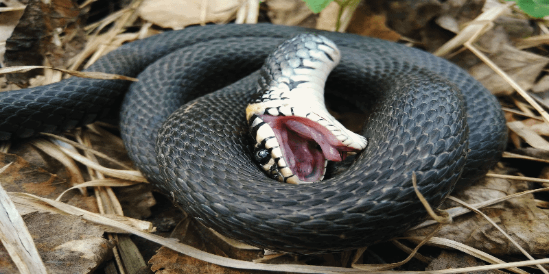 Ý nghĩa phong thuỷ khi ngủ mơ thấy rắn